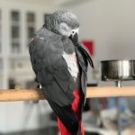 Jet_male