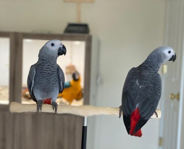 Safiya_female & Penelope_female buy african grey parrot