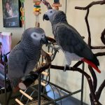 Silver_male & Skye_female