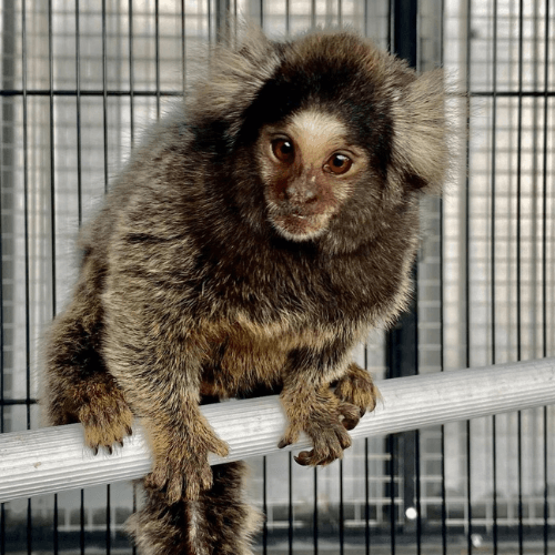 Milo – Adorable Male Pygmy Marmoset (8 Months Old)