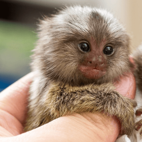 Charming Atlantic Marmoset for Sale – Charlie, Male, 2 Months Old