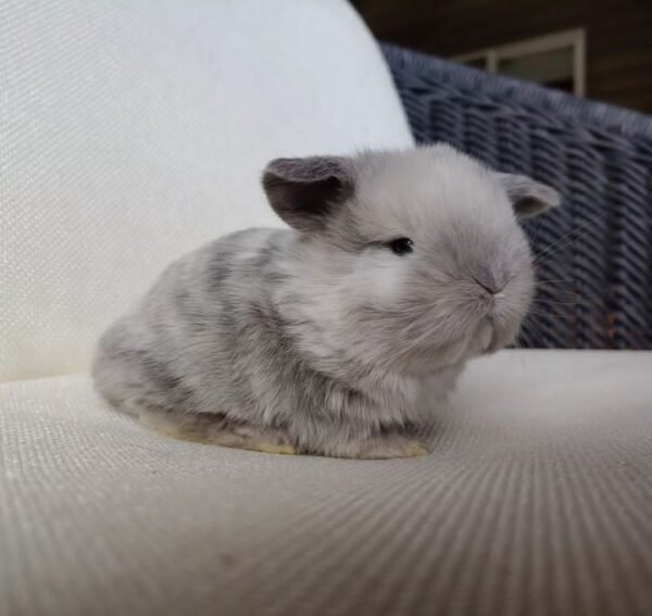 Diamond mini lop bunnies for sale