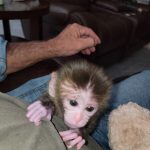Bali – Male Macaque Baby