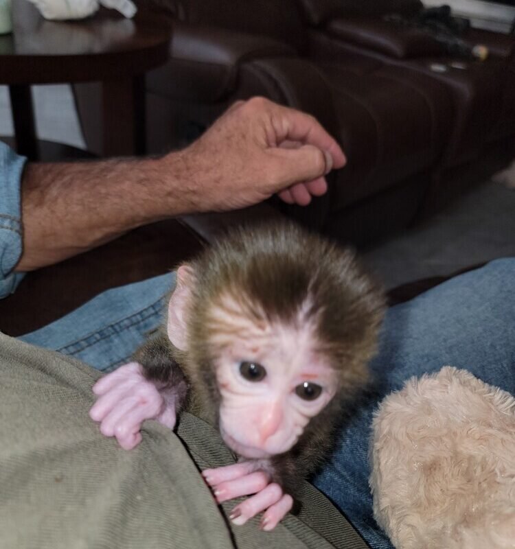 Bali – Male Macaque Baby