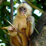 Lilac Male White-fronted Capuchin Monkey
