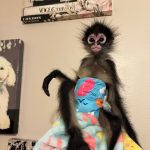 Sasha – Adorable Female Spider Monkey