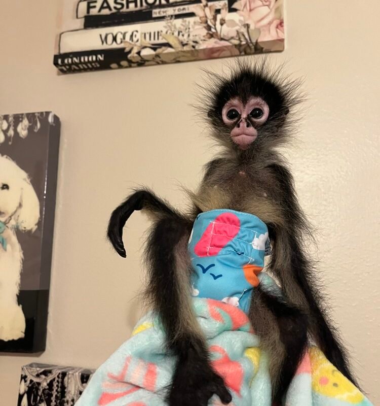 Sasha – Adorable Female Spider Monkey