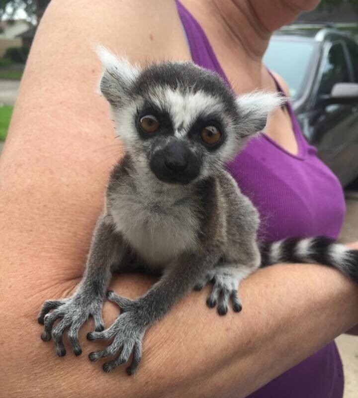 Ring-Tailed Lemur Monkeys for sale