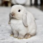 Snow bunnies for sale