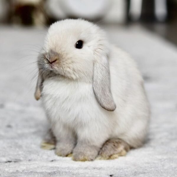 Snow bunnies for sale