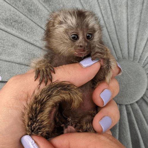 Maisie – Curious Female Pygmy Marmoset (2 Months Old)