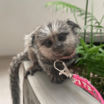 Sweet Pygmy Marmoset for Sale – Bella, Female, 10 Months Old