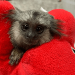 Daisy Mae – Sweet Female Pygmy Marmoset (3 Months Old)