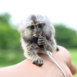Spirited Pygmy Marmoset for Sale – Jasper, Male, 14 Months Old