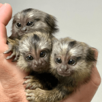 Affectionate Female Pygmy Marmoset for Sale – Luna, Female, 6 Months Old