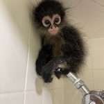 Manga – Playful Male Spider Monkey