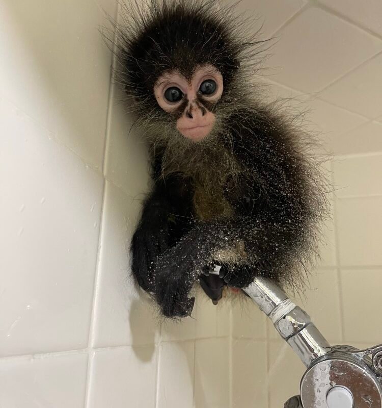 Manga – Playful Male Spider Monkey