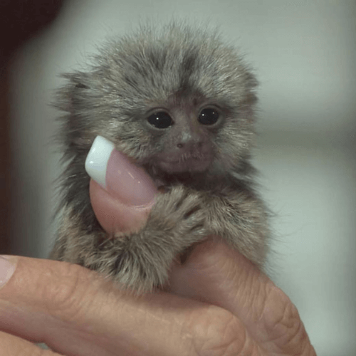 Playful Finger Marmoset for Sale – Willow, Female, 1 month ,2 weeks Old
