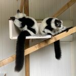 Black-white ruffed lemur Females