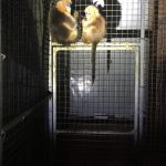 Golden snub-nosed monkeys for sale