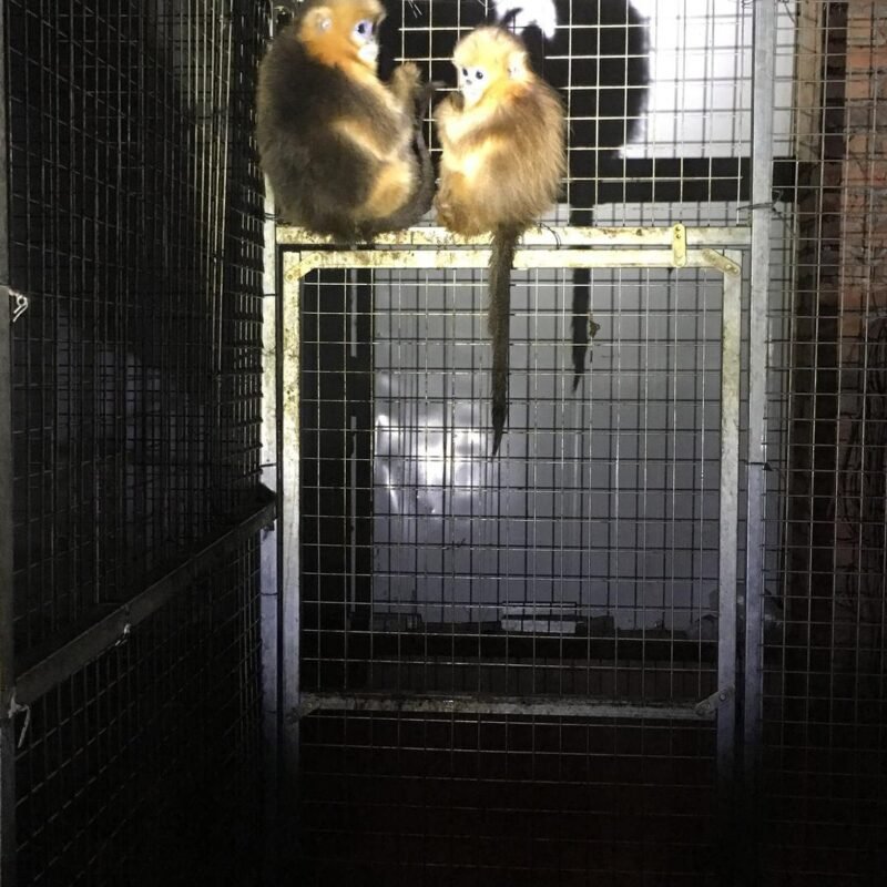 Golden snub-nosed monkeys for sale