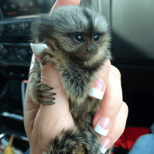 Curious Finger Pygmy Marmoset for Sale – Female, 6 Months Old