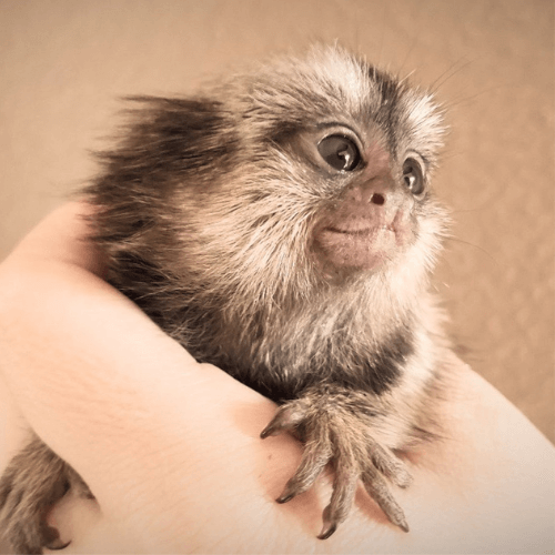 Adorable Common Marmoset for Sale – Oliver, Male, 5 Months Old