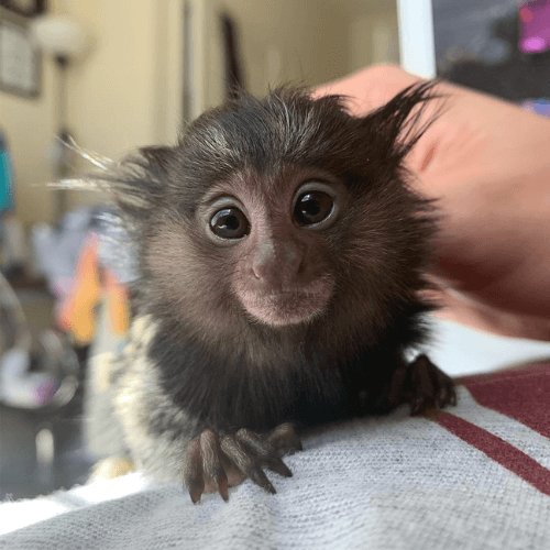 Benny – Adorable Male Pygmy Marmoset (4 Months Old)