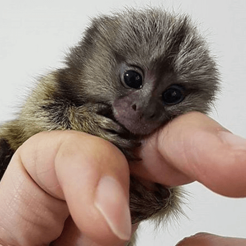 Charming Pygmy Marmoset for Sale – Finn, Male, 4 Months Old