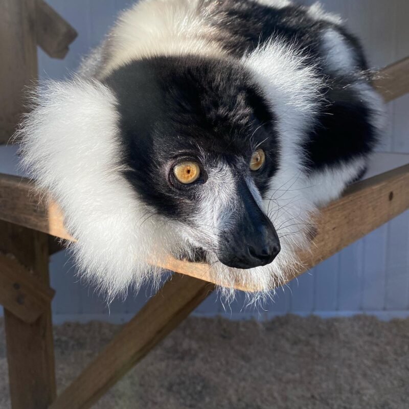 Black-and-white ruffed lemur Male