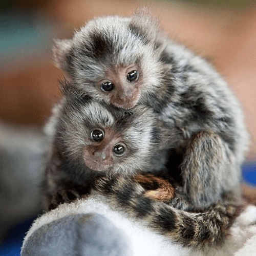 Gentle Pygmy Marmoset for Sale – Rosie, Female, 8 Months Old