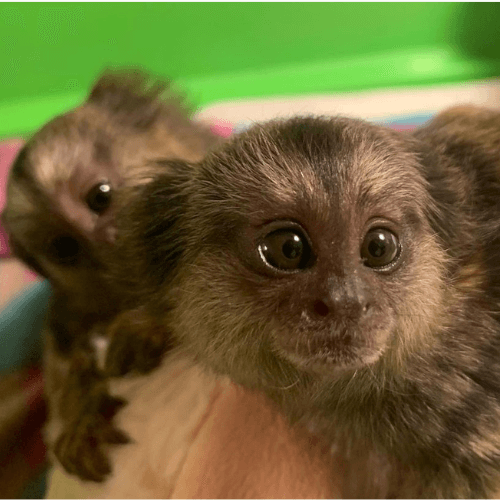 Energetic Pygmy Marmoset for Sale – Rocky, Male, 8 Months Old