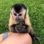 Spanky Capuchin Monkey For Sale