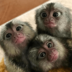 Cuddling Pygmy Marmoset for Sale – Daisy, Female, 7 Months Old
