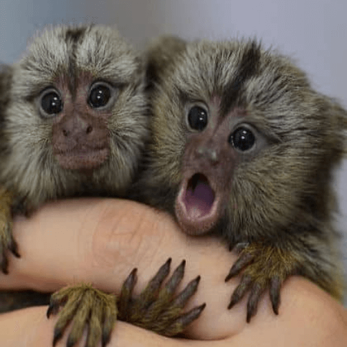 Exuberant Pygmy Marmoset for Sale – Jack, Male, 10 Months Old