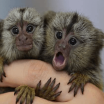 Max – Energetic Male Pygmy Marmoset (4 Months Old)