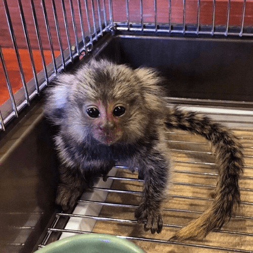 Delightful Pygmy Marmoset for Sale – Luna, Female, 11 Months Old