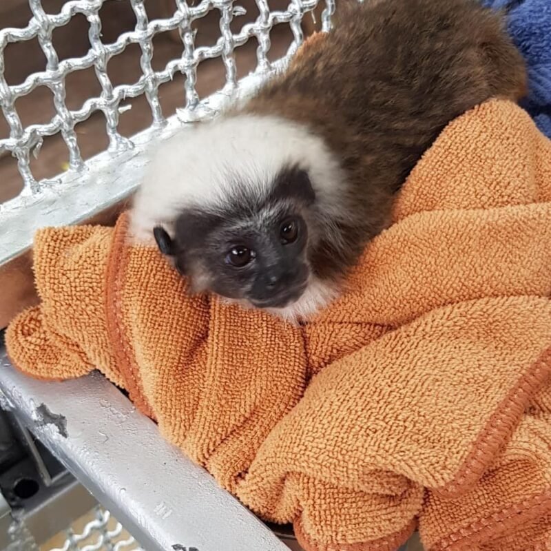 Cotton-Top Tamarins Monkeys