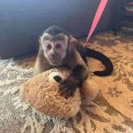Charlie Capuchin Monkey For Sale