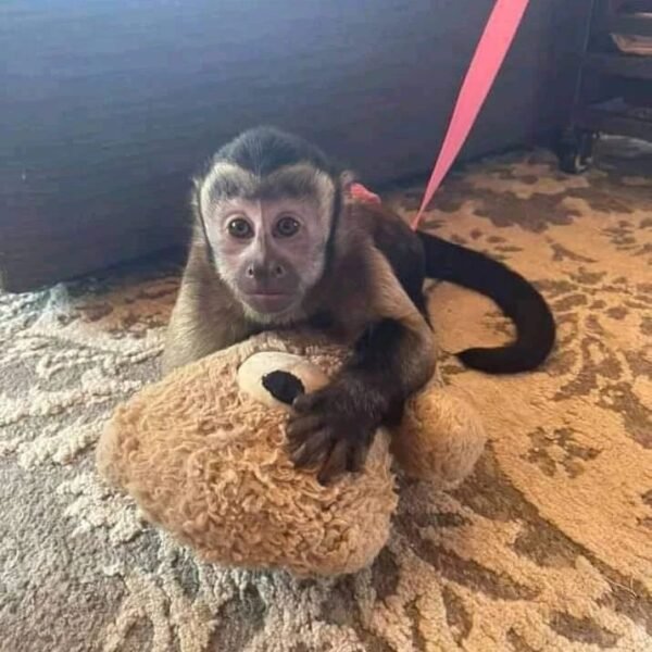 Charlie Capuchin Monkey For Sale