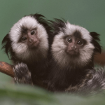 Peanut – Adorable Male Pygmy Marmoset (5 Months Old)