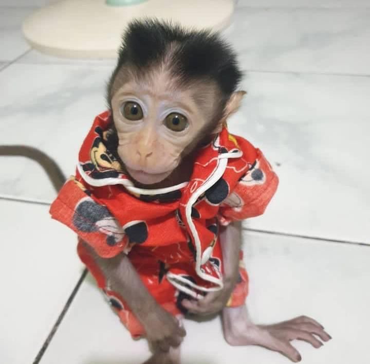 Richard – Male Macaque