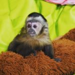 Gaga Capuchin Monkey For Sale