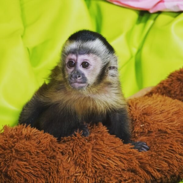 Gaga Capuchin Monkey For Sale