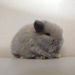 Judy mini lop bunny for sale