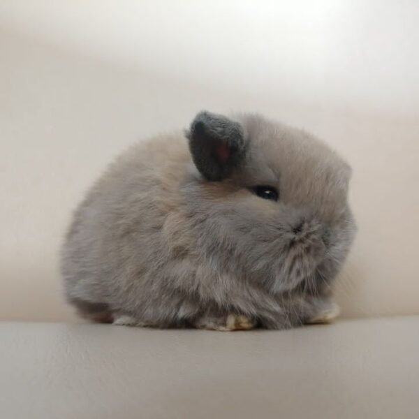 Judy mini lop bunny for sale