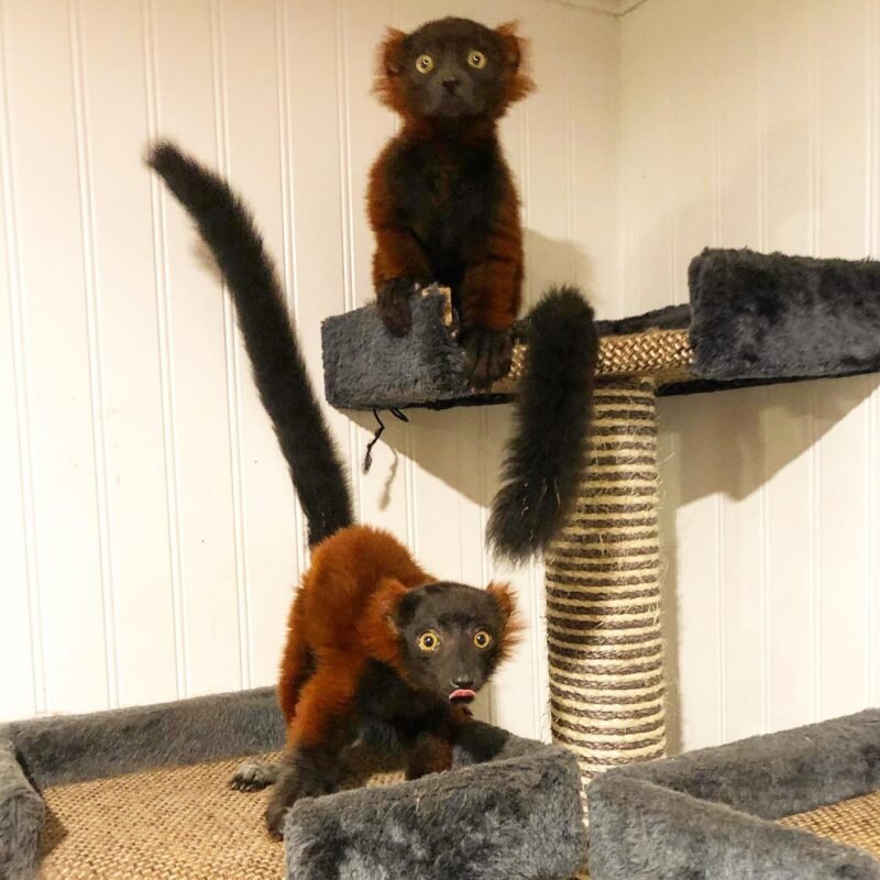 Red Ruffed-Lemurs for sale