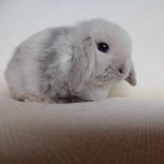 Clover pet bunny for sale