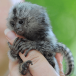 Lively Pygmy Marmoset for Sale – Babbie, Female, 10 Months Old