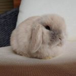 Cloud bunnies for sale